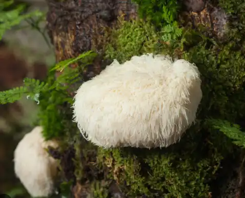 How to Choose a High-Quality Organic Hericium Erinaceus Powder?